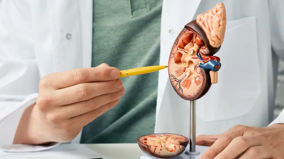 کارسینوم سلول کلیه؛ از اولین نشانه‌ها تا تشخیص قطعی